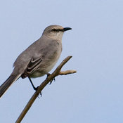 Tropical Mockingbird